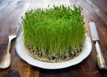 Know the benefits of Sprouts....